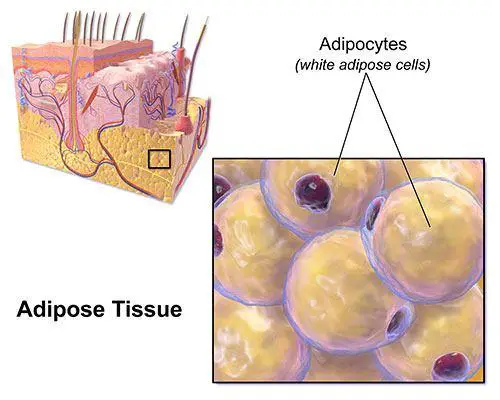 Adipocyte - fat cells picture