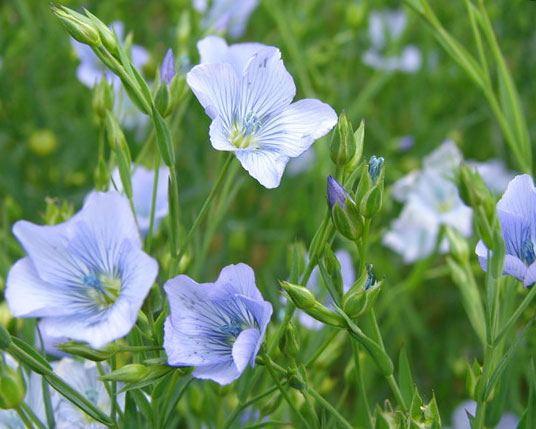 Flax plant flowering